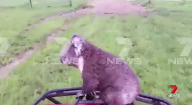 The koala hitch-hiked a ride. Source: 7 News