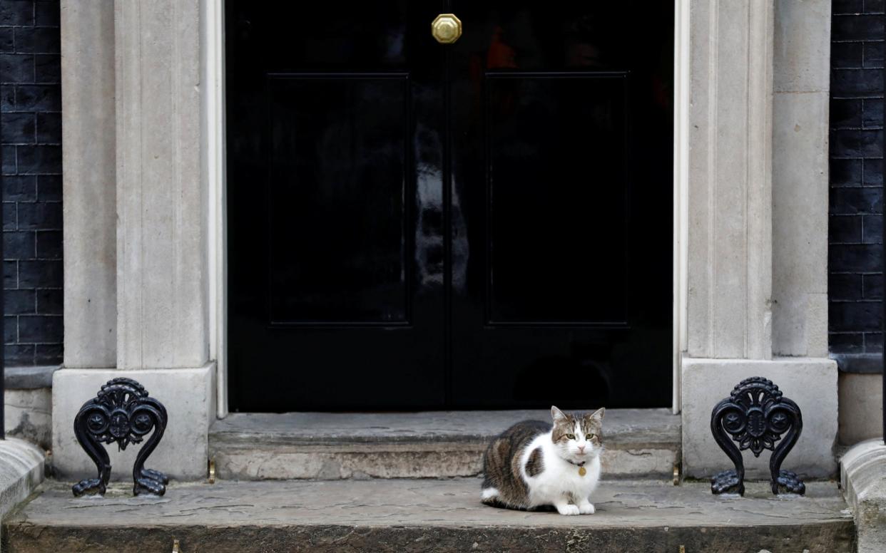 Larry the Downing Street cat sits outside Number 10 - REUTERS