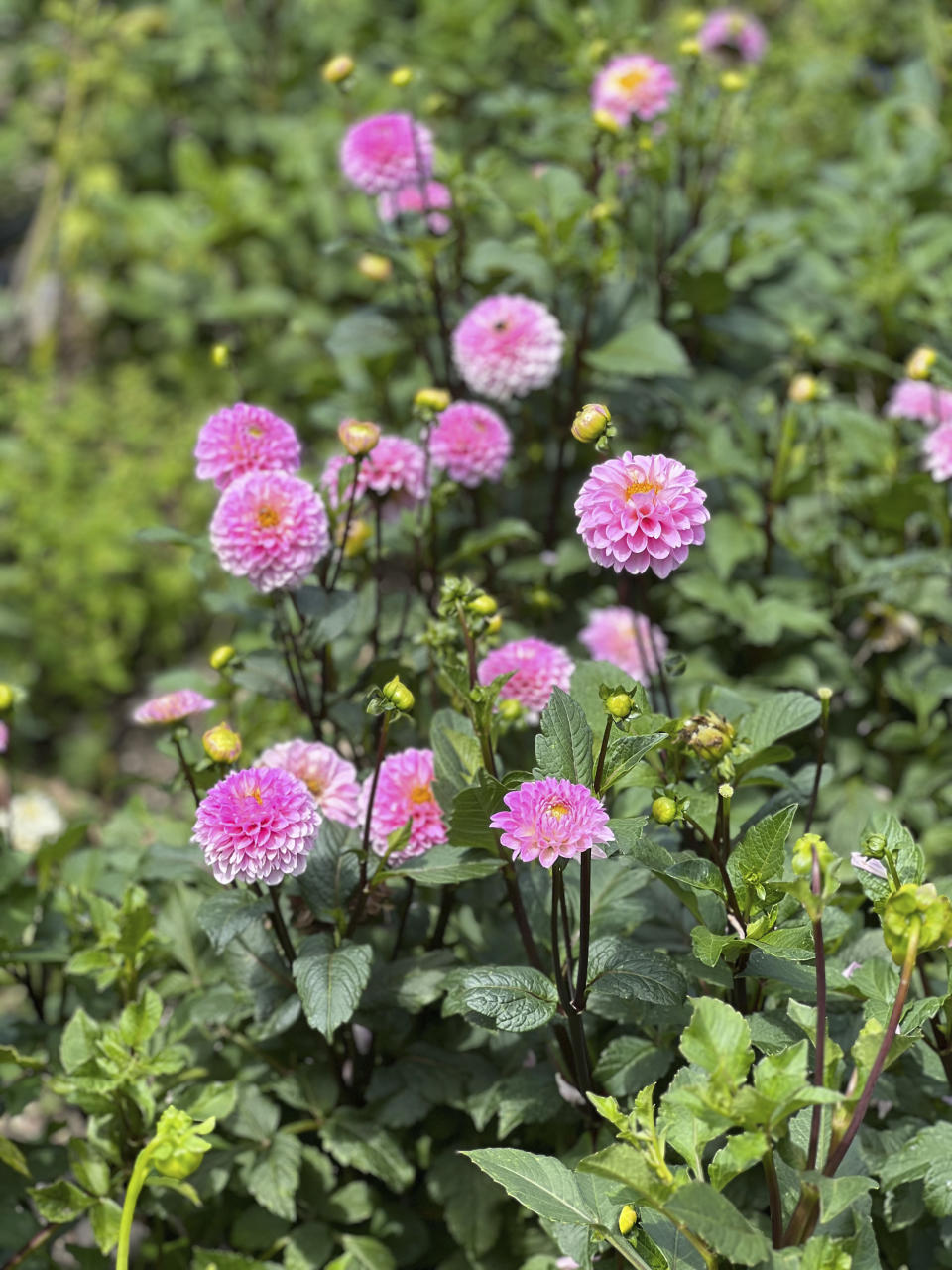 This Sept. 26, 2023, image provided by Lauren E. Sikorski shows Wizard of Oz dahlias grown by Sow-Local, a specialty cut-flower farm in Oakdale, NY. (Lauren E. Sikorski via AP)