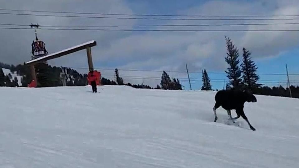 A moose is captured on camera running down a mountain in Jackson Hole, Wyo., near a group of skiers and snowboarders in February.