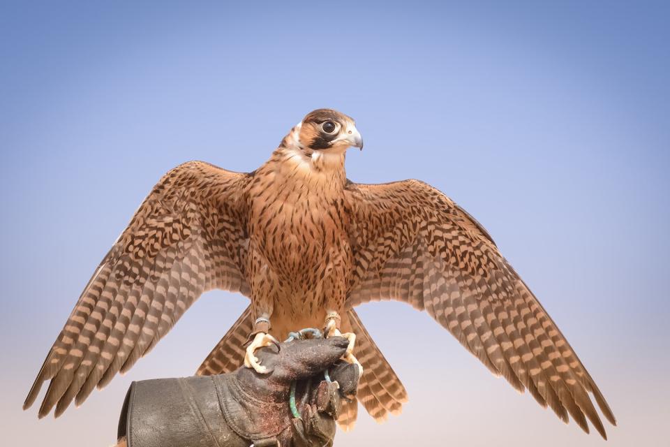 One of the peregrine falcons used to hunt quail and other desert dwelling birds in a bedouin settlement in the Dubai Desert Conservation Reserve in the United Arab Emirates.