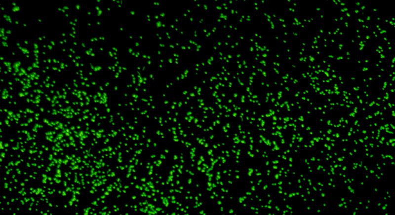 Microbes revived from 101.5 million-year-old sediment cores gathered from deep beneath the seafloor