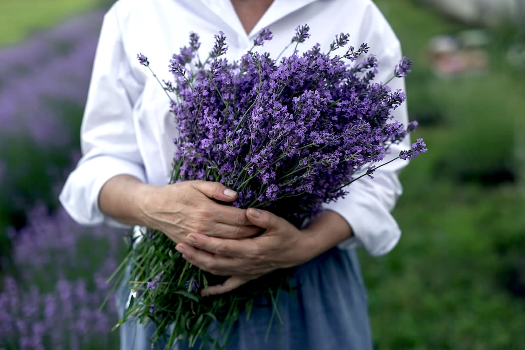 L'huile essentielle de lavande est l'une des plus vendue en France. (Photo : Getty images)