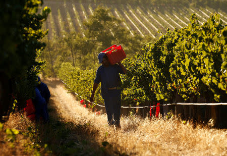 Workers harvest grapes at the La Motte wine farm in Franschoek near Cape Town, South Africa in this picture taken January 29, 2016. REUTERS/Mike Hutchings