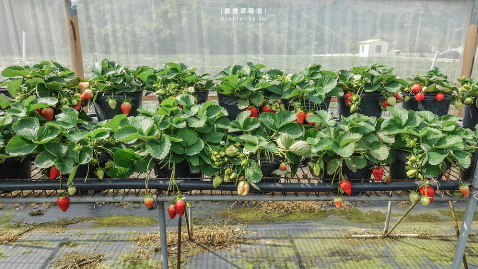 苗栗｜慶豐草莓園