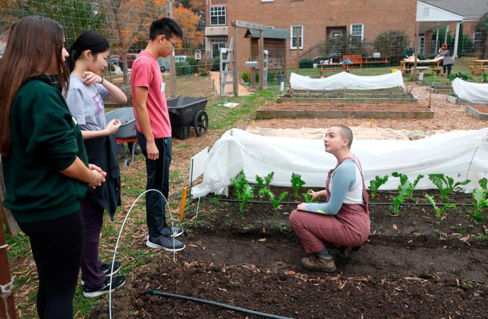 Nora Miller, head of farming and wellness at Alliance Medical Ministry, right, instructs Enloe High School student council members Alice Campbell, Cathy Deng and Destin Tan on what they need to do with the mustard greens Tuesday, Dec. 6, 2022. Enloe students volunteer at the Alliance Medical Ministry’s farm outside their clinic three to four times a week