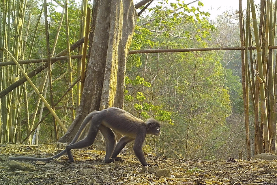 In this undated photo, a Popa langur moves along a forest floor. The Popa langur is among 224 new species listed in the World Wildlife Fund's latest update on the Mekong region. The conservation group's report released Wednesday, Jan. 26, 2022, highlights the need to protect the rich biodiversity and habitats in the region, which includes Vietnam, Cambodia, Laos, Thailand and Myanmar. (World Wildlife Foundation via AP)