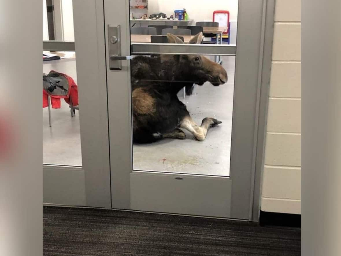 Jayme Melnyk took this picture of a moose after it smashed through a window at Sylvia Fedoruk School in Saskatoon. (Jayme Melnyk - image credit)