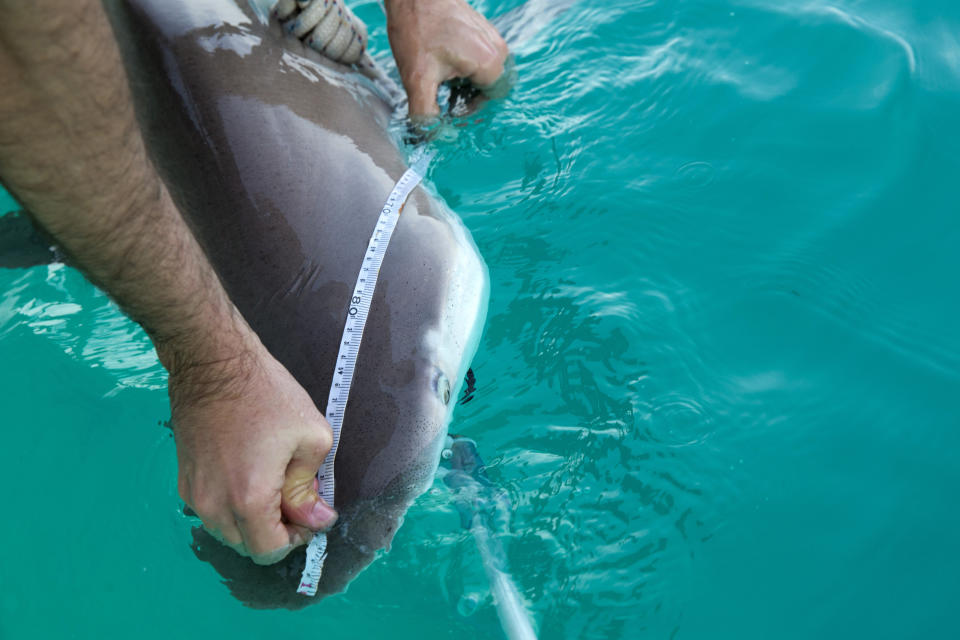 In this Monday, Jan. 21, 2019 photo, a 6 foot (1.8 meter) sandbar shark is measured by researchers from the predator project at the Morris Kahn Marine Research Station established by the University of Haifa in the Mediterranean Sea off the coast of the northern Israeli city of Hadera. A nearby giant power plant may not look like the most natural habitat for sea life. But the hot water gushing from the plant is drawing schools of sharks that are increasingly endangered by overfishing. (AP Photo/Ariel Schalit)