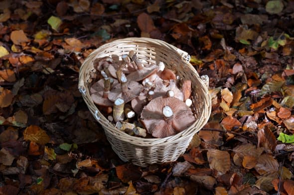 Alert over wild mushroom foraging after dozens of cases of poisoning this year