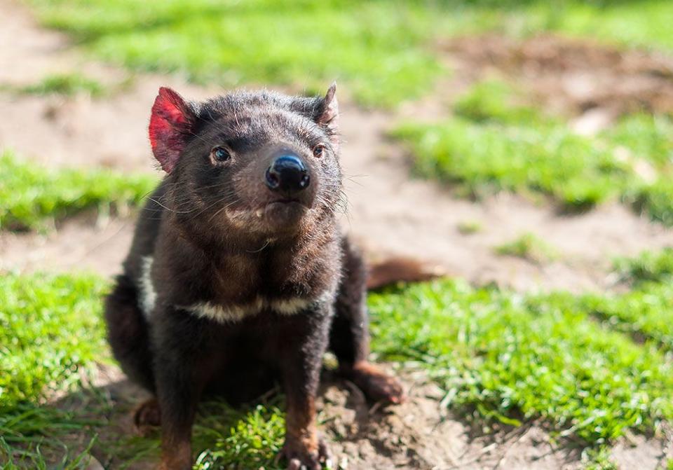 Tasmanian Devil