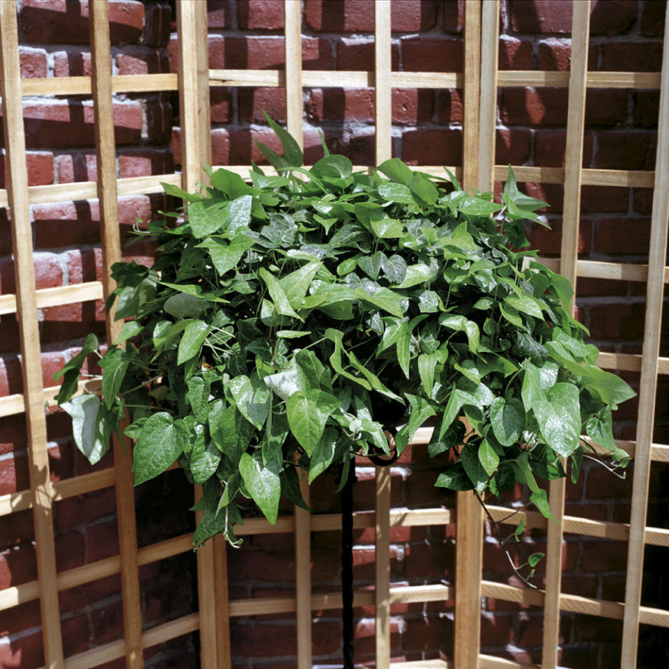 Protect brickwork from climbing plants