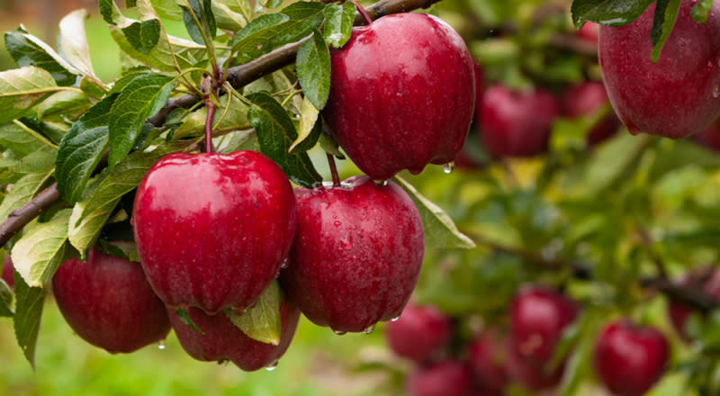 Red Delicious Apples