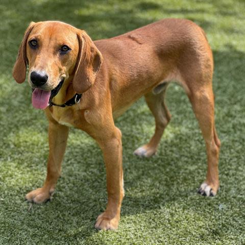 Hutch is a 1-year-old handsome hound mix that has a beautiful hound dog voice. He loves to play in the yard with his buddies and could use some leash training. To meet Hutch, call 405-216-7615 or visit the Edmond Animal Shelter, 2424 Old Timbers Drive.