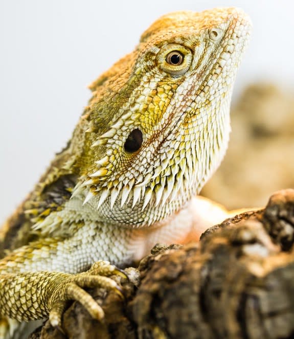 An Australian dragon (<i>Pogona vitticeps</i>), the first lizard ever discovered to have mammalian-like brain patterns during sleep. The discovery, reported April 29 in the journal Science, suggests that the evolution of this brain activity may