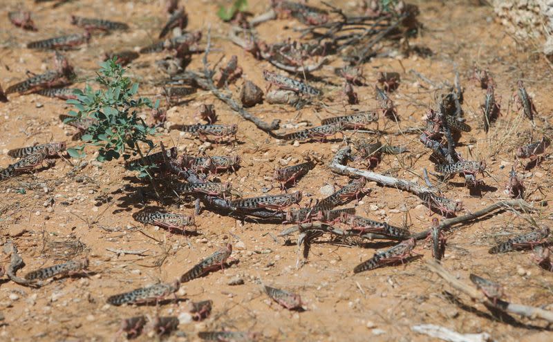 Desert locusts are seen in a grazing land on the outskirt of Dusamareb in Galmudug region