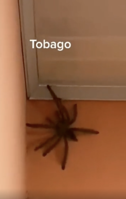 closeup of a Goliath birdeater