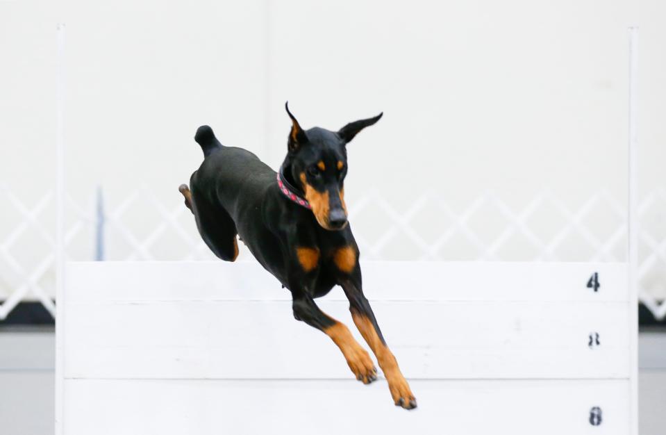 Six-year-old doberman pinscher Jovie competes in an obedience trial during the 96th annual Doberman Pinscher Club of America National Show and Convention at the Expo Center on Tuesday, Sept. 26, 2023.