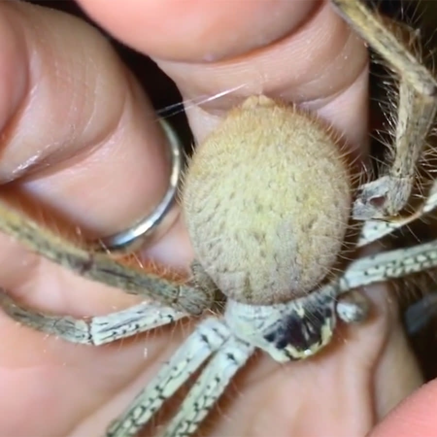 The video shows a Golden huntsman webbing on a woman’s hand while the spider is resting on it. Source: @wannabe_entomologist via Storyful