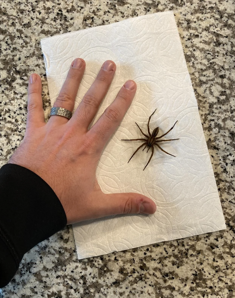 A hand next to a large spider on a paper towel for scale. Reddit interface visible with posts and comments sidebar