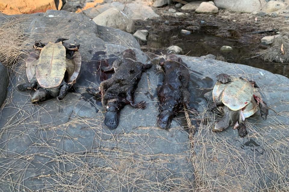 Two deceased platypi on the banks of the river (via REUTERS)