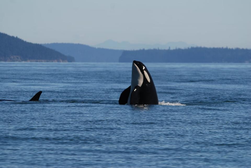 A southern resident killer whale swims in the Salish Sea in 2018. An endangered species, this population of just over 70 individuals lives year-round off the coasts of Oregon, Washington and British Columbia.