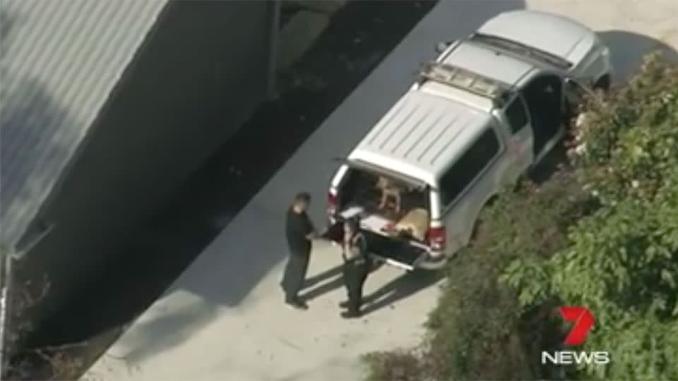 A caged dog is put in the back of a vehicle at Kenthurst. Photo: 7 News