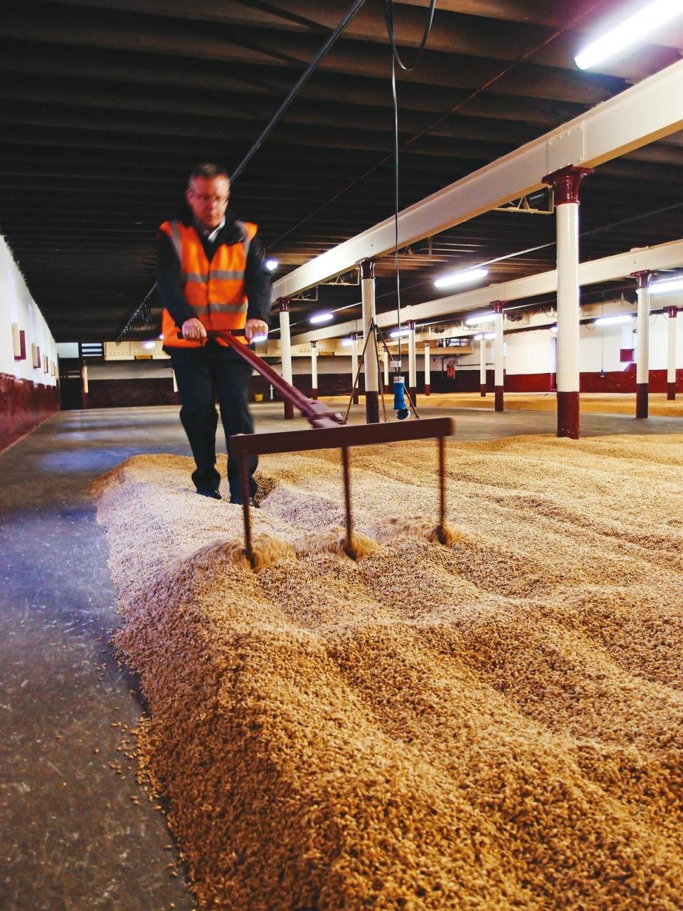 百富酒廠的地板發麥情況，它是斯貝賽區唯二還在使用傳統地板發麥的酒廠。