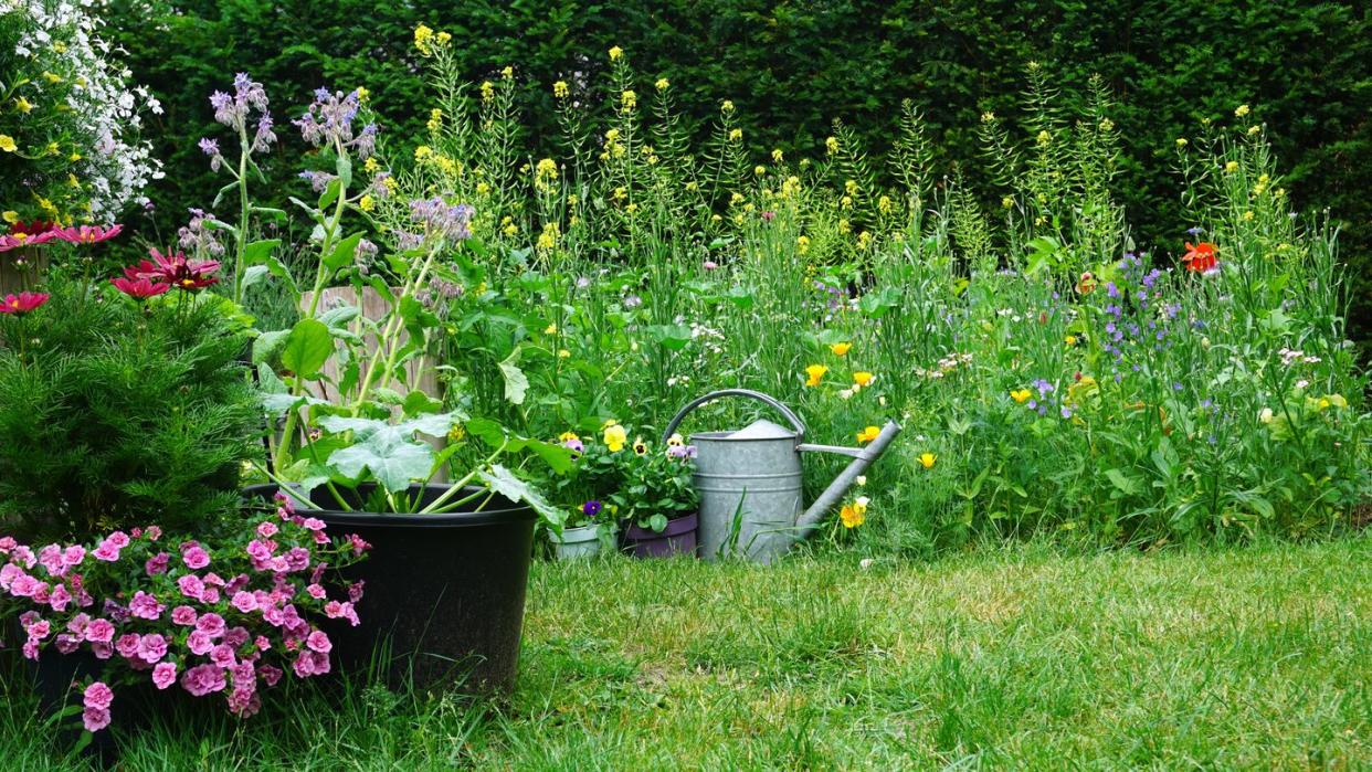 how to grow wildflower garden