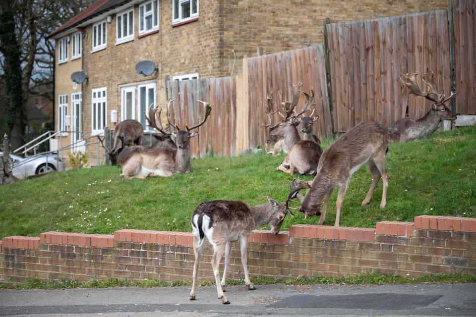 ROMFORD, ENGLAND - APRIL 02: Fallow deer from Dagnam Park rest and graze on the grass outside homes on a housing estate in Harold Hill, near Romford on April 02, 2020 in Romford, England. The semi-urban deer are a regular sight in the area around the park but as the roads have become quieter due to the nationwide lockdown, the deer have staked a claim on new territories in the vicinity. The Coronavirus (COVID-19) pandemic has spread to many countries across the world, claiming over 40,000 lives and infecting hundreds of thousands more. (Photo by Leon Neal/Getty Images)