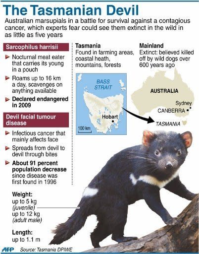 Graphic on Australia's Tasmanian Devils, rare carnivorous marsupials in a battle for survival against a contagious facial cancer