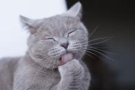 <p>Yes, cats are even perfect when they are giving themselves a bath. The little tongue! </p>