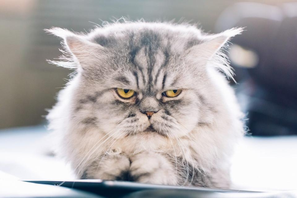 gray and white cat looking grumpy