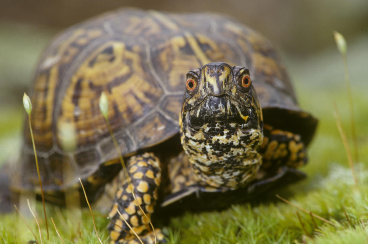Carolina-Dosenschildkröten sind klein, aber unter Schmugglern begehrt. (Symbolbild: Getty Images)