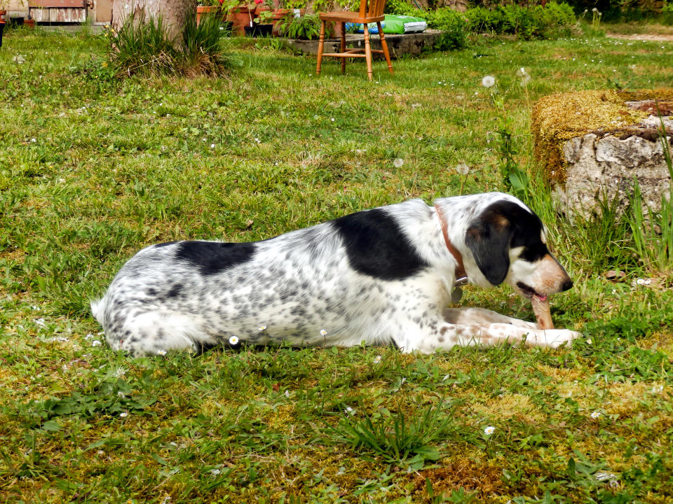 A black and white spotted dog relaxing on a grassy lawn