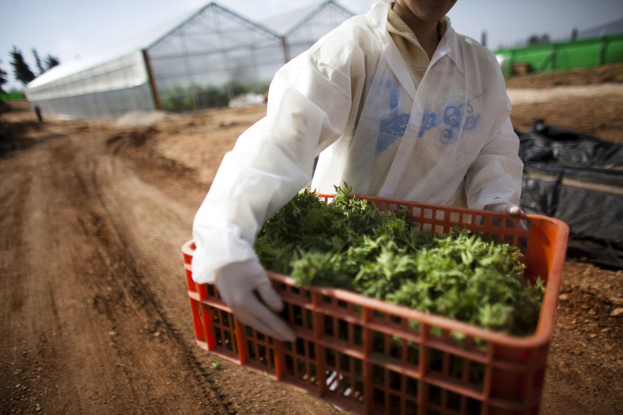 marijuana farmer grower