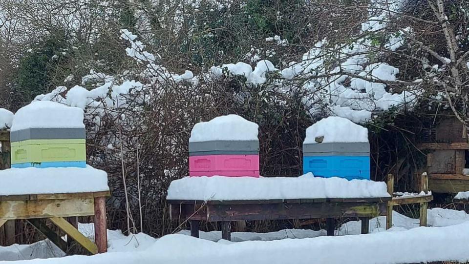 Impartial Reporter: Colourful hives in the March snows.