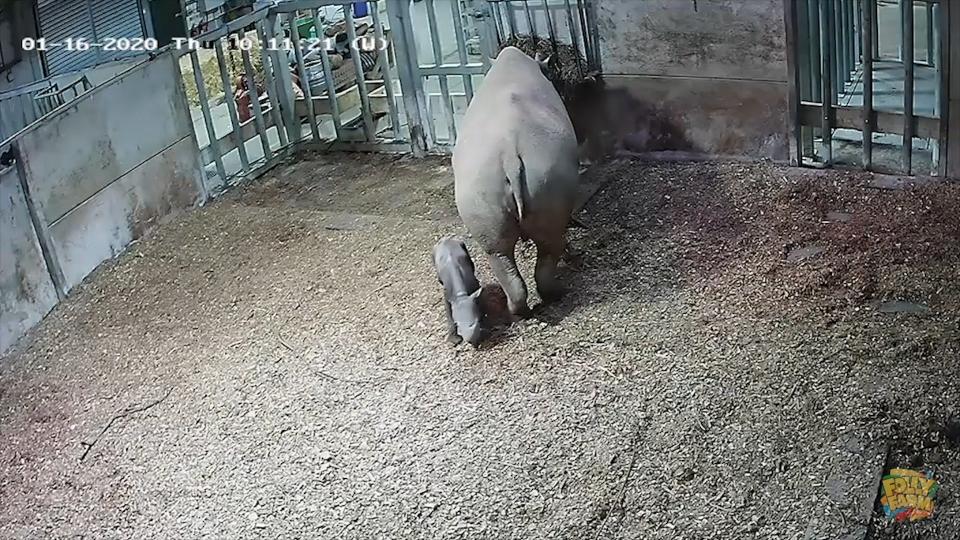 He was born to mother rhino, Dakima (Folly Farm)