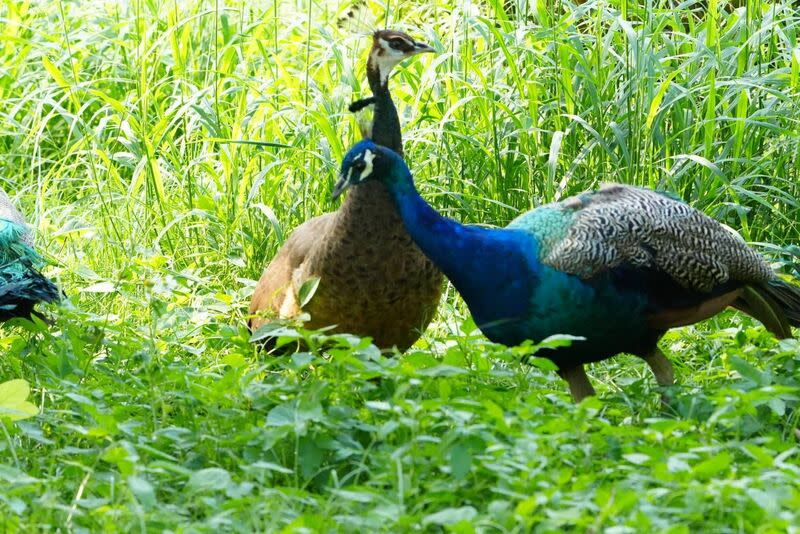 台中都會公園出現孔雀  市府：確認人為飼養 有保育人士在台中都會公園發現孔雀行蹤，擔心金門 孔雀氾濫危機重演；台中市政府農業局8日表示，確 認孔雀是人為飼養，並已聯繫陳姓飼主告知應妥善管 顧。 （台灣野鳥保育協會林慶元提供） 中央社記者郝雪卿傳真  113年10月8日 