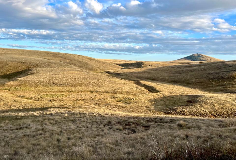 Bunchgrass hills along the Zumwalt Prairie create a varied landscape.