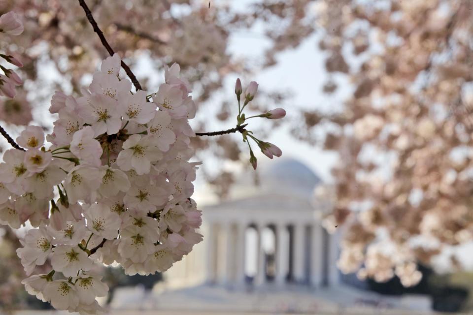 FILE - In this Monday, March 19, 2012 file photo, blooming cherry blossoms frame the Jefferson Memorial, on the Tidal Basin in Washington. Washington's famous cherry blossoms turn 100 years old this year, offering a chance to look at the history of the oldest trees still standing that were once planted by first lady Helen Taft and the Japanese emperor's wife.  (AP Photo/Charles Dharapak, File)