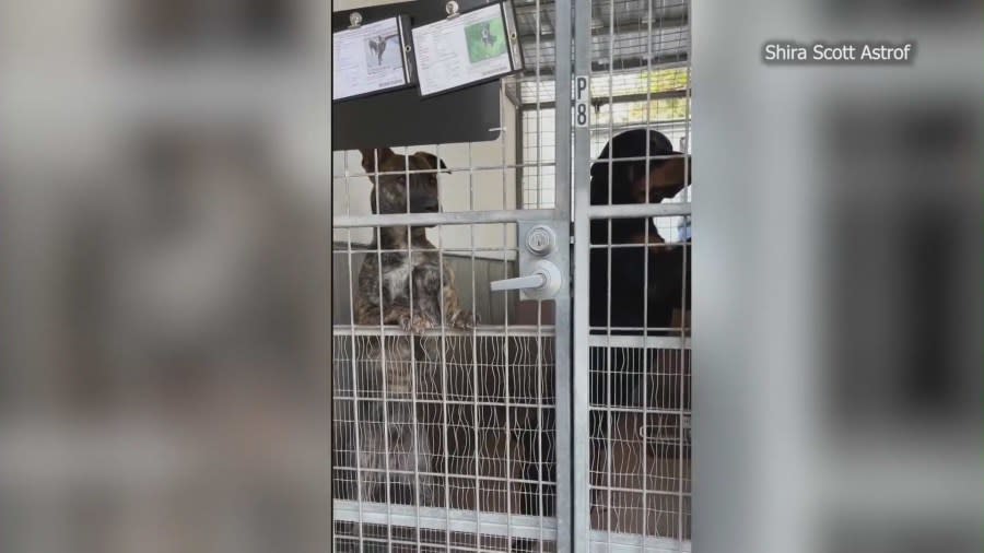 Animal shelters in Los Angeles are facing a crisis from overcrowding as animals remain stuck in cramped conditions while waiting to be adopted. (KTLA)