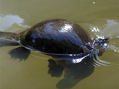 <p>Platypus killing shocks RSPCA</p>