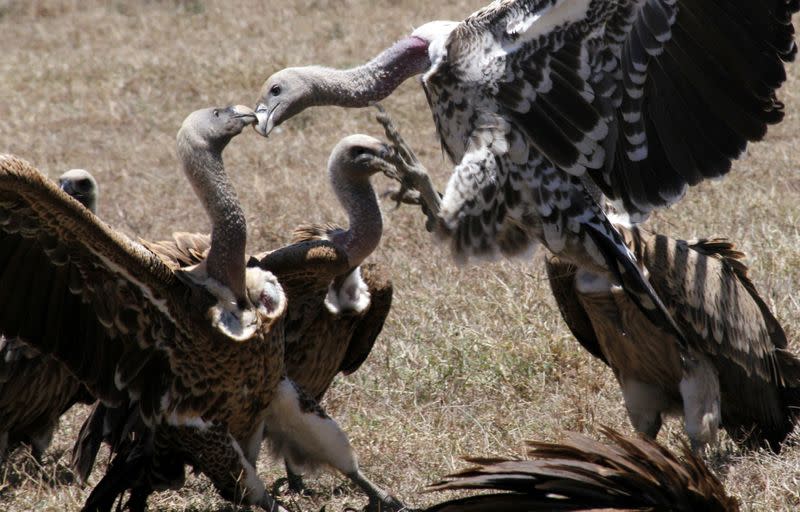 A committee of vultures gather for scavenging at the Ol Pejeta Conservancy near Nanyuki, in Laikipia county