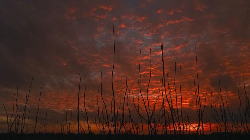 烏克蘭，扎波羅熱。暮色點燃了天空。火紅的夕陽朝地平線流淌，在平原上拉出一道道的陰影。絢麗的橙色、紅色和粉色在廣袤的大地上悄聲舞動。樹影巍然屹立，其枝椏在壯麗的景色中格外醒目。