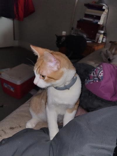 A cat wearing a collar sits in the foreground with two others in the background