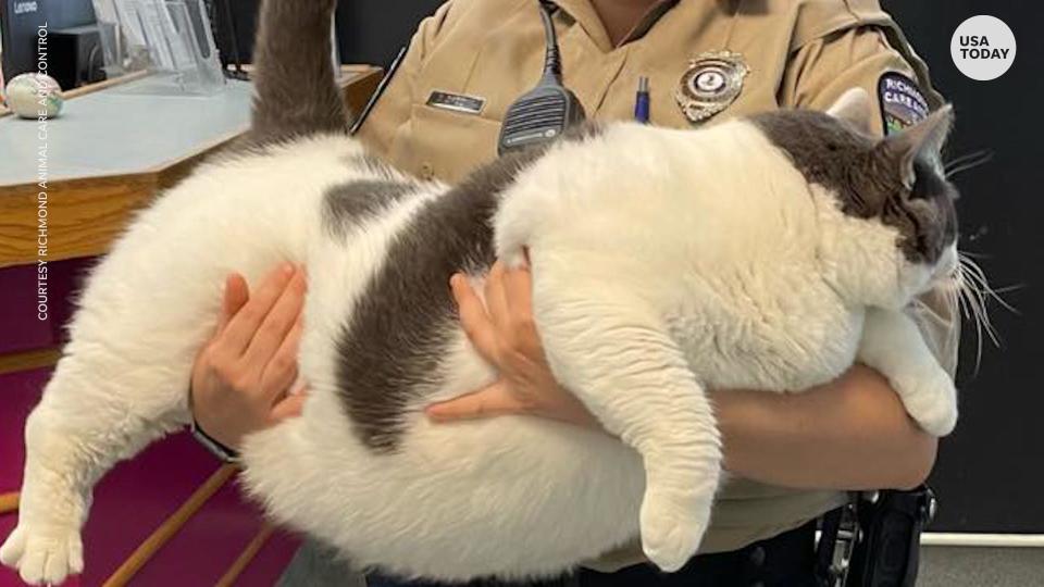 Patches, a cat who made headlines for his 40-pound weight, was adopted in April.