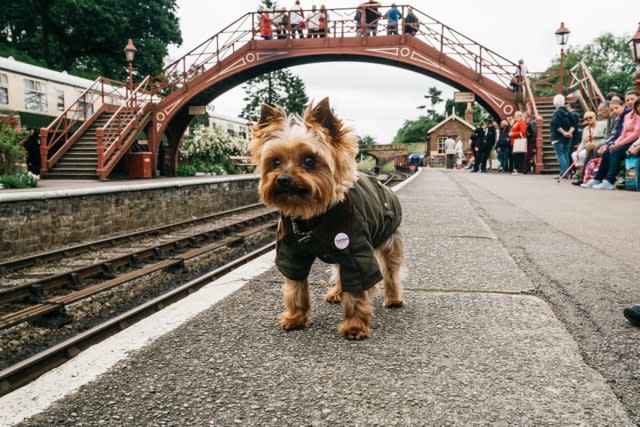 'Yorkie': Introducing the world's first canine travel show presenter