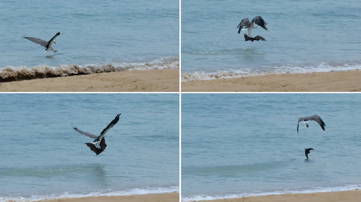 Uno de los pigargos captura al murciélago por segunda vez, cuando se encontraba próximo a la orilla, y lo vuelve a soltar unos metros más allá. (Crédito imagen: Marcus Chua).