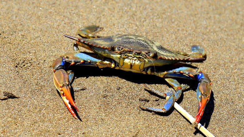 Blue crab on the beach
